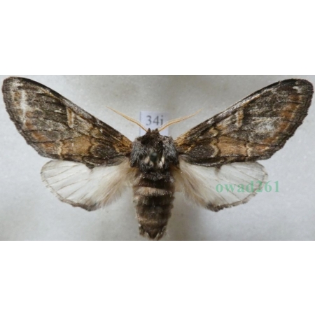 Notodonta tritophus (Denis & Schiffermüller, 1775) male Garbatka miesięcznica Czech34j
